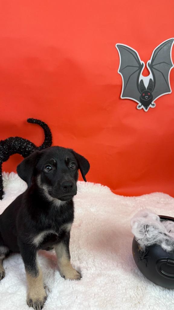 Jinx, Adoptable, Puppy Female Shepherd & Pit Bull Terrier.
