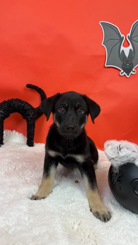 Enlarge Jinx, a Adoptable mixed breed in Phoenix, AZ image 3/5