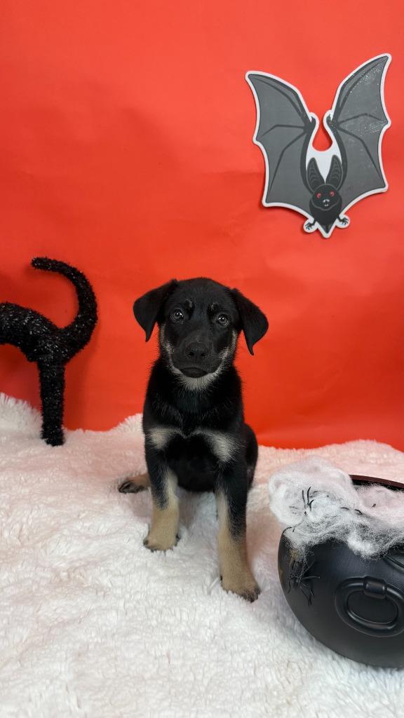 Enlarge Jinx, a Adoptable mixed breed in Phoenix, AZ image 4/5