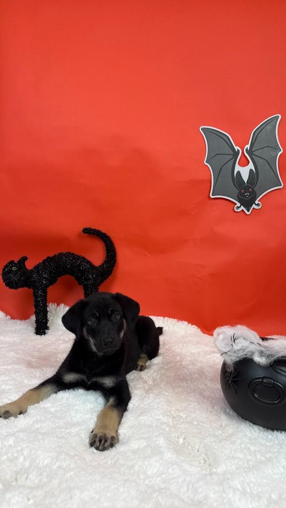 Enlarge Jinx, a Adoptable mixed breed in Phoenix, AZ image 5/5