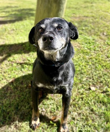 Enlarge Johnny Cash 1311-25, a Adoptable mixed breed in Cumming, GA image 1/2