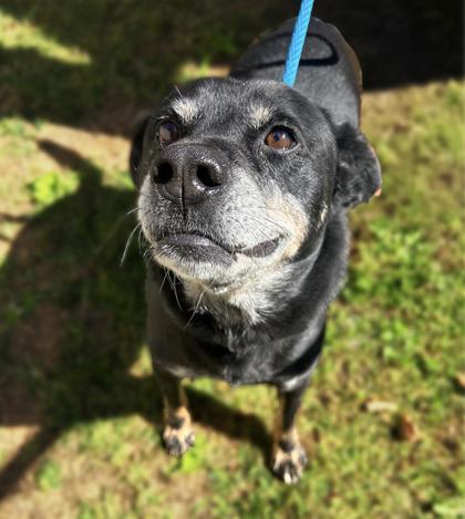 Enlarge Johnny Cash 1311-25, a Adoptable mixed breed in Cumming, GA image 2/2