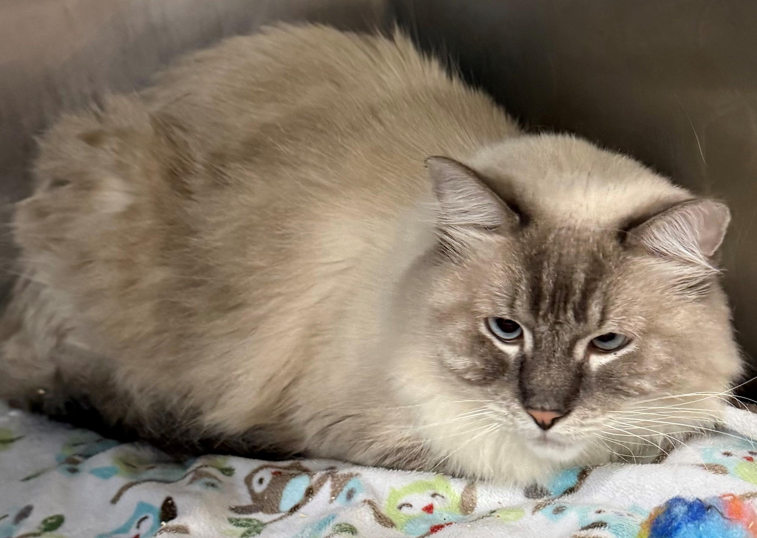 Enlarge Shugg, a ADOPTABLE Ragdoll in Edison, NJ image 1/1