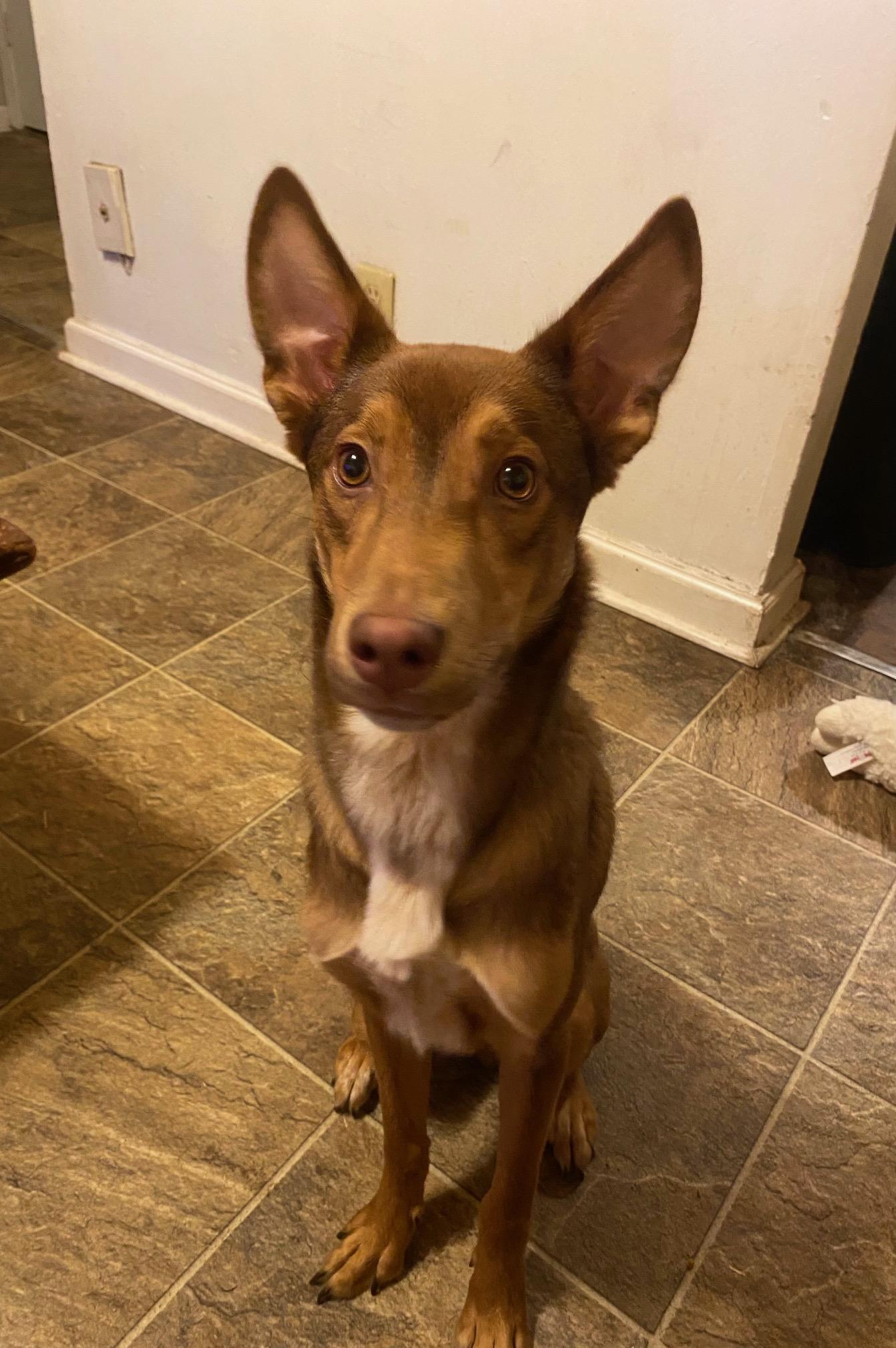 John Doe, Adoptable, Adult Male Australian Kelpie.