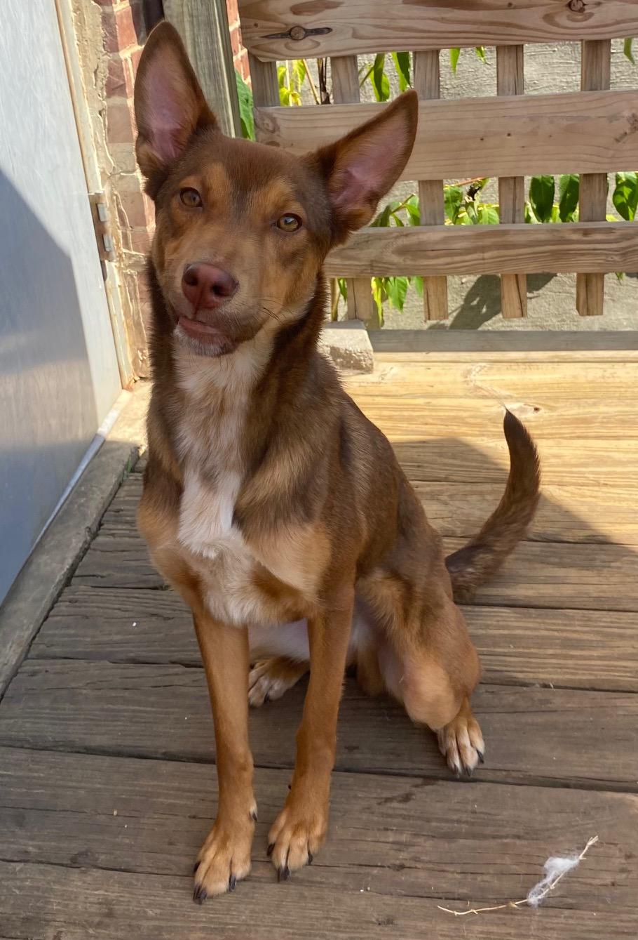 Enlarge John Doe, a Adoptable Australian Kelpie in Memphis, TN image 2/4