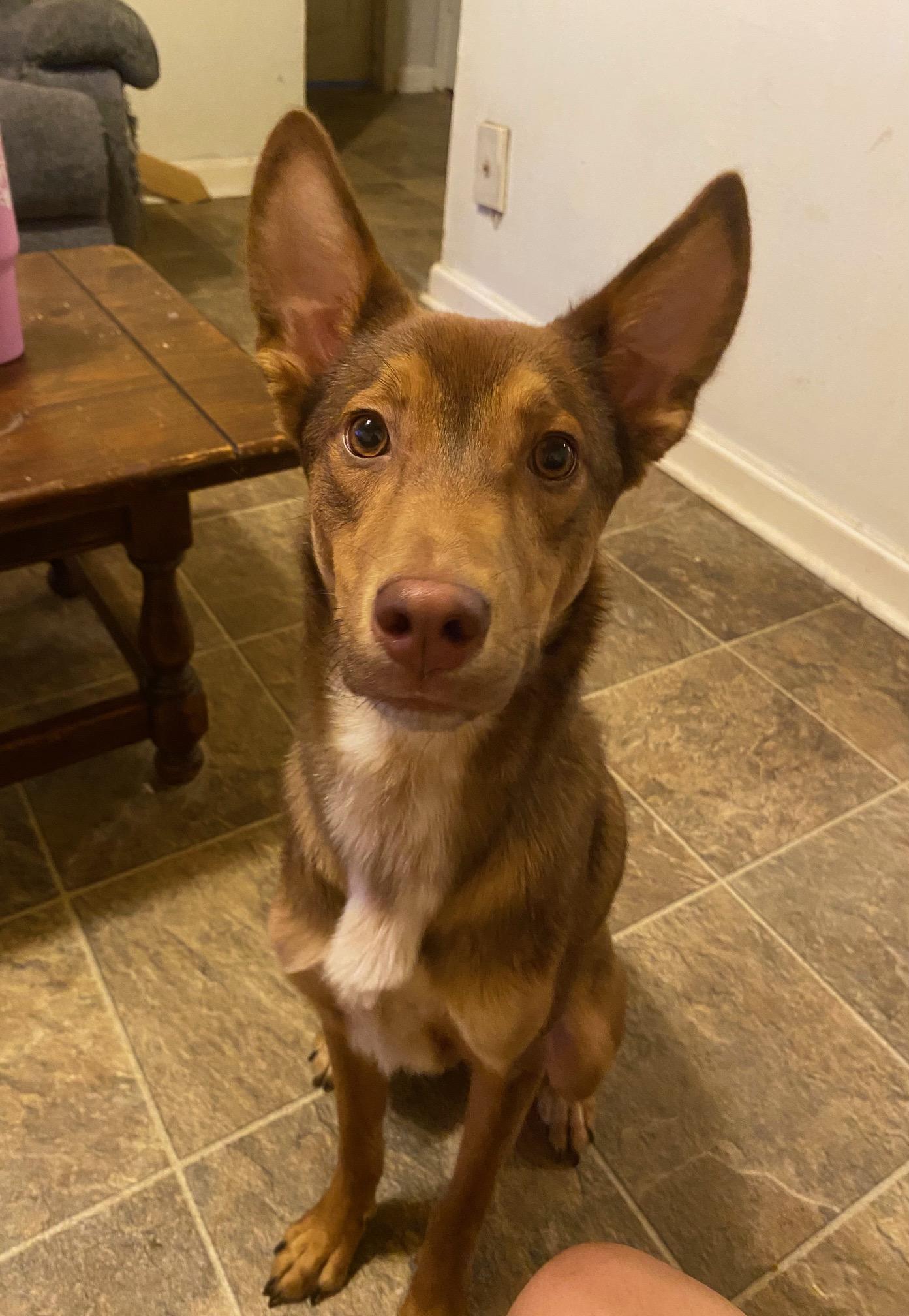 Enlarge John Doe, a Adoptable Australian Kelpie in Memphis, TN image 3/4