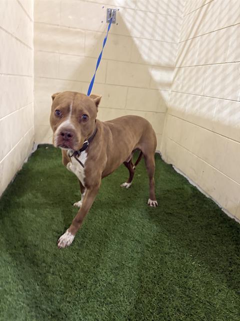 RALPH, Adoptable, Adult Male American Bulldog & Mixed Breed.