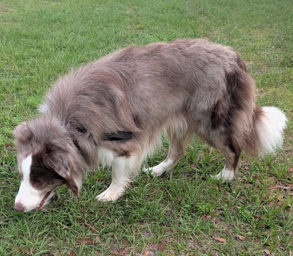 Boyd, a Adopted Border Collie in Fort Myers, FL image 1/2