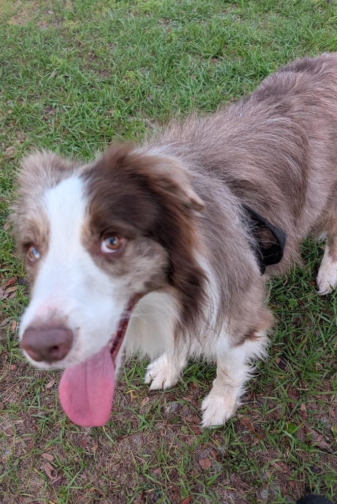 Boyd, a Adopted Border Collie in Fort Myers, FL image 2/2