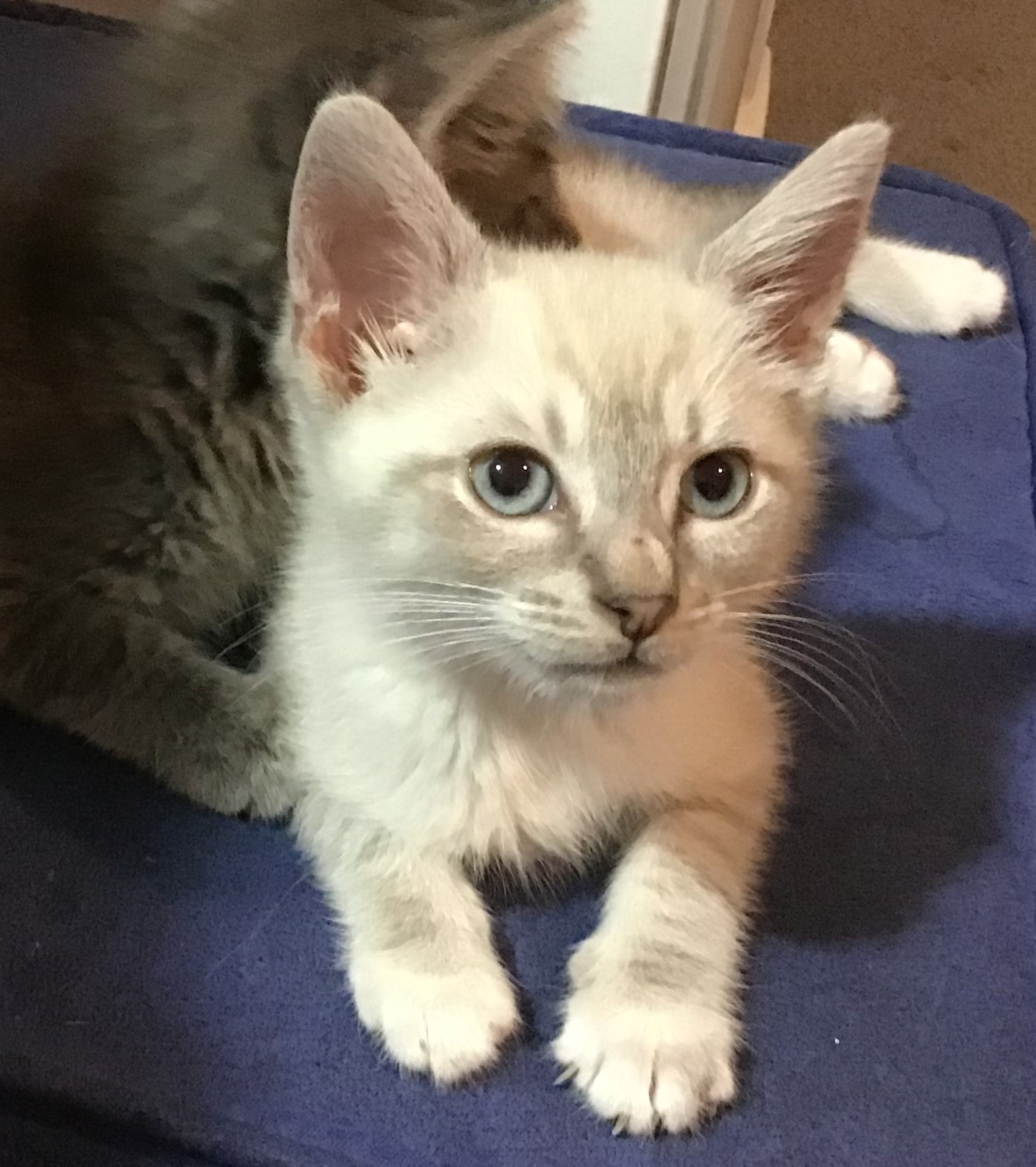 Enlarge Dante, a Adopted mixed breed in Henrico, VA image 3/6