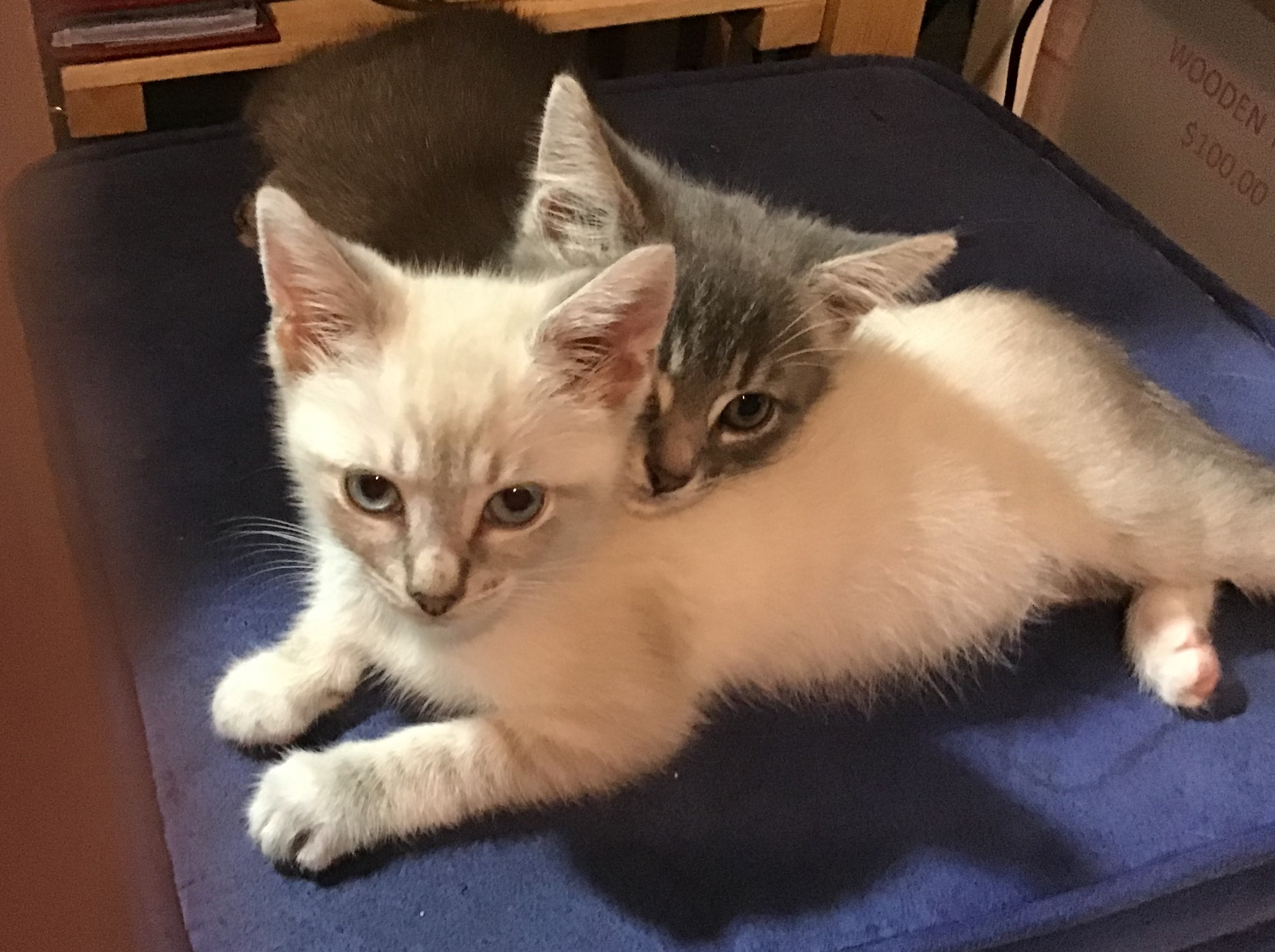 Enlarge Dante, a Adopted mixed breed in Henrico, VA image 2/6