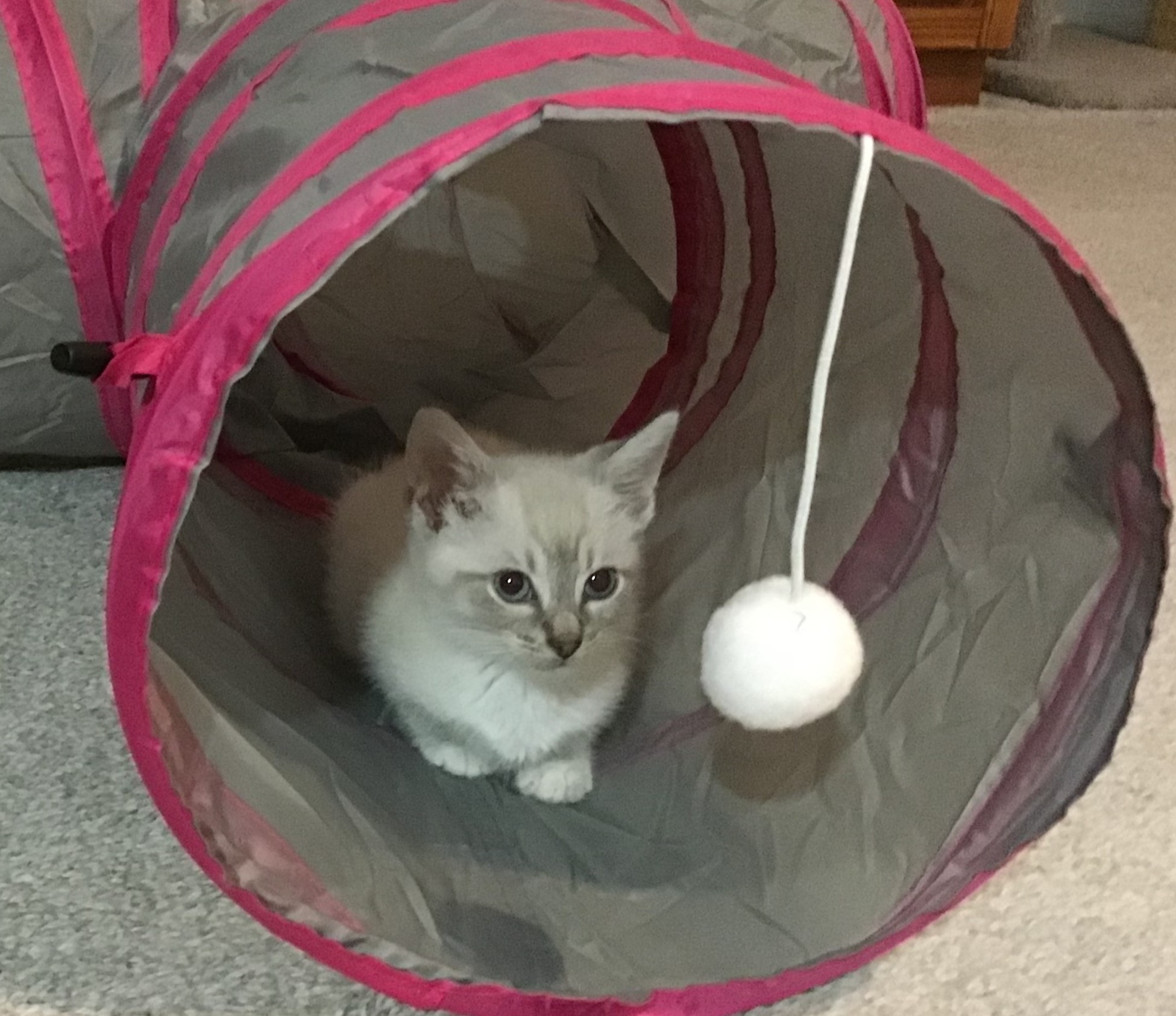 Enlarge Dante, a Adopted mixed breed in Henrico, VA image 4/6