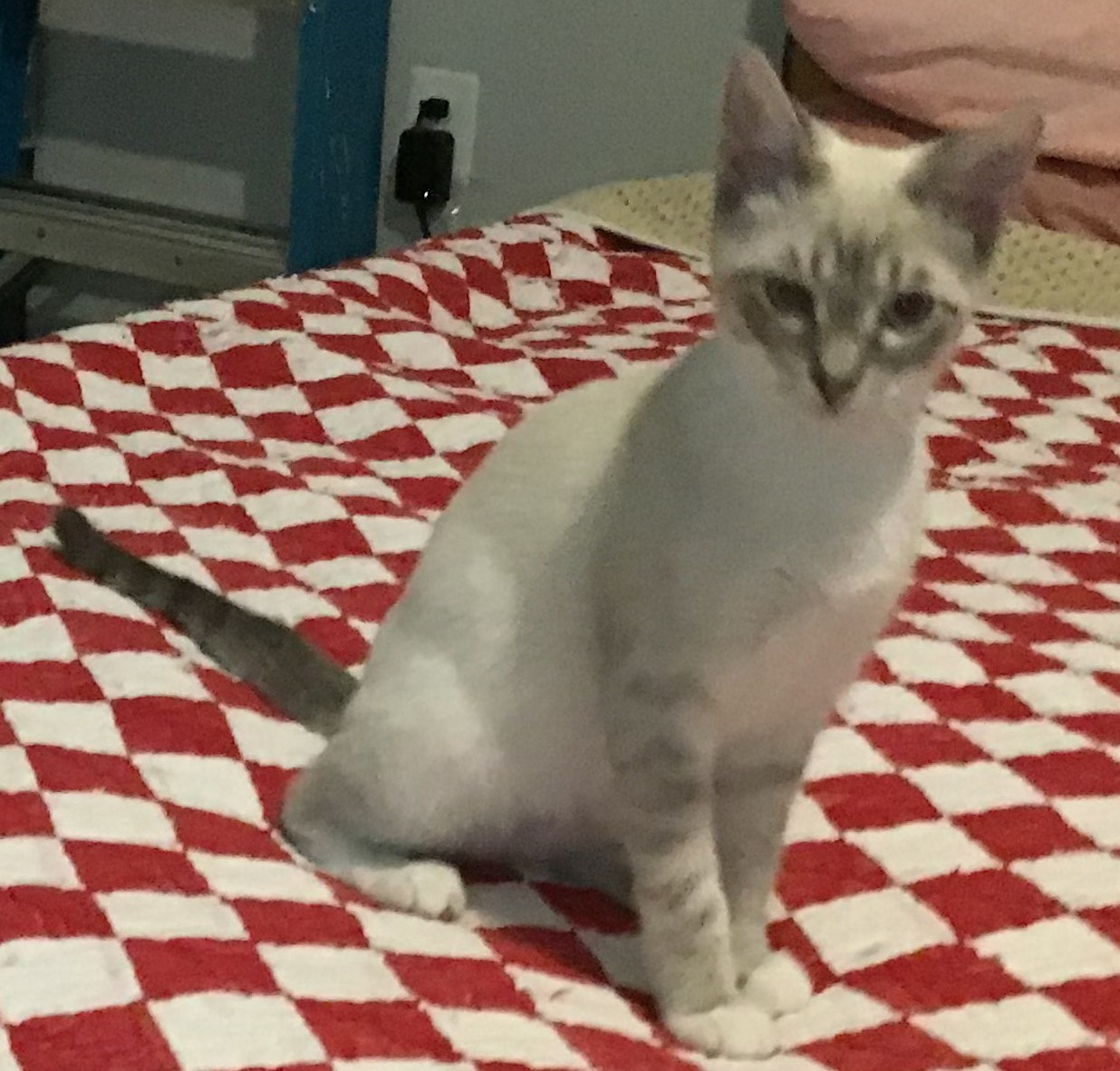 Dante, Adopted, Kitten Male Siamese & Domestic Short Hair.