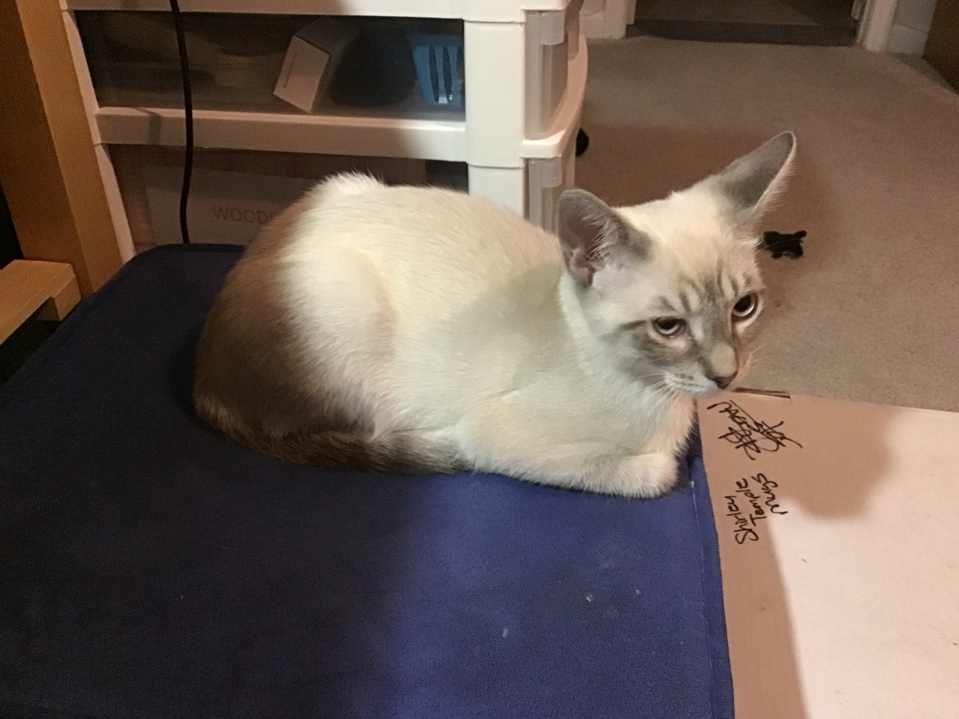 Enlarge Dante, a Adopted mixed breed in Henrico, VA image 6/6