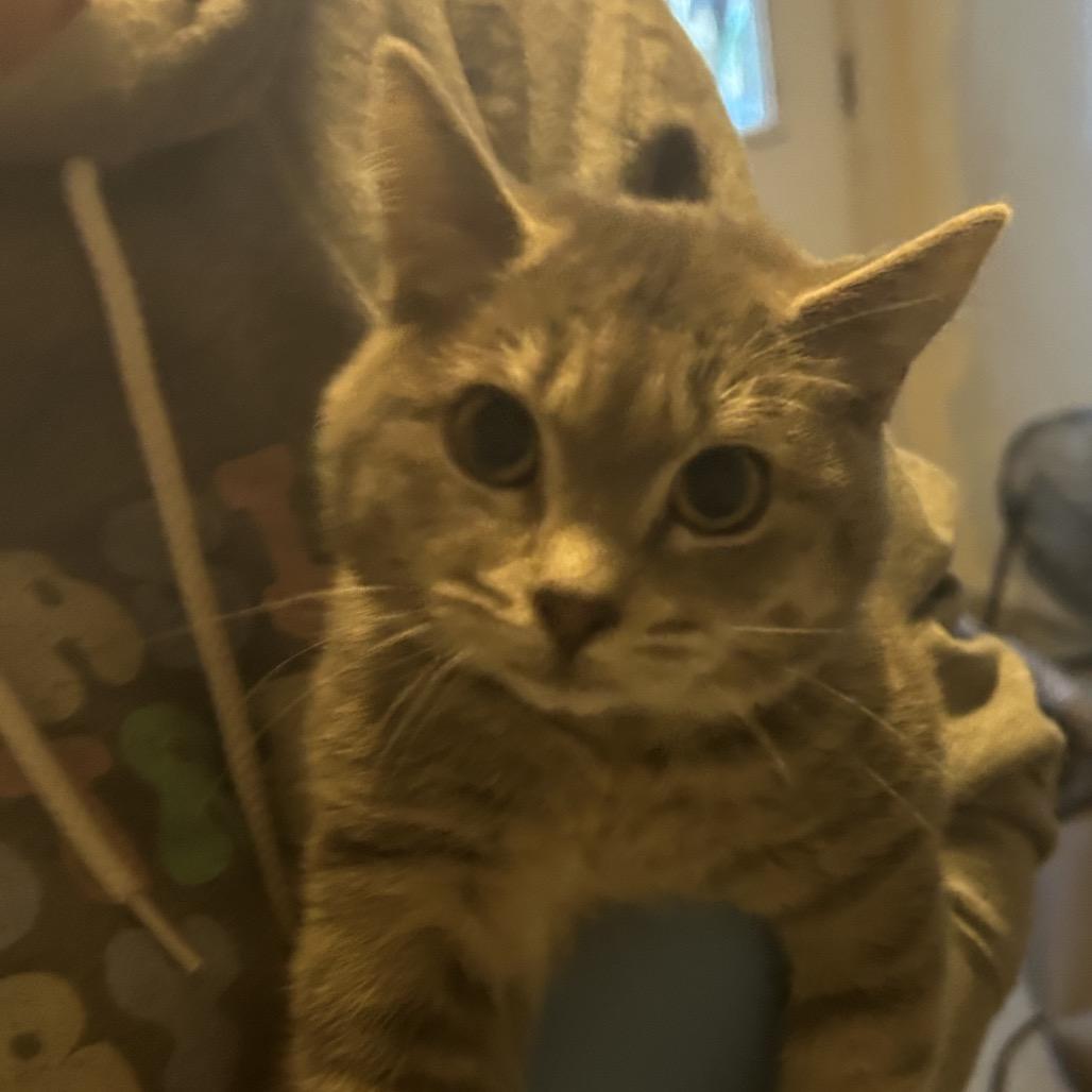 Enlarge Spritz, a Adoptable Domestic Short Hair in Veneta, OR image 1/1