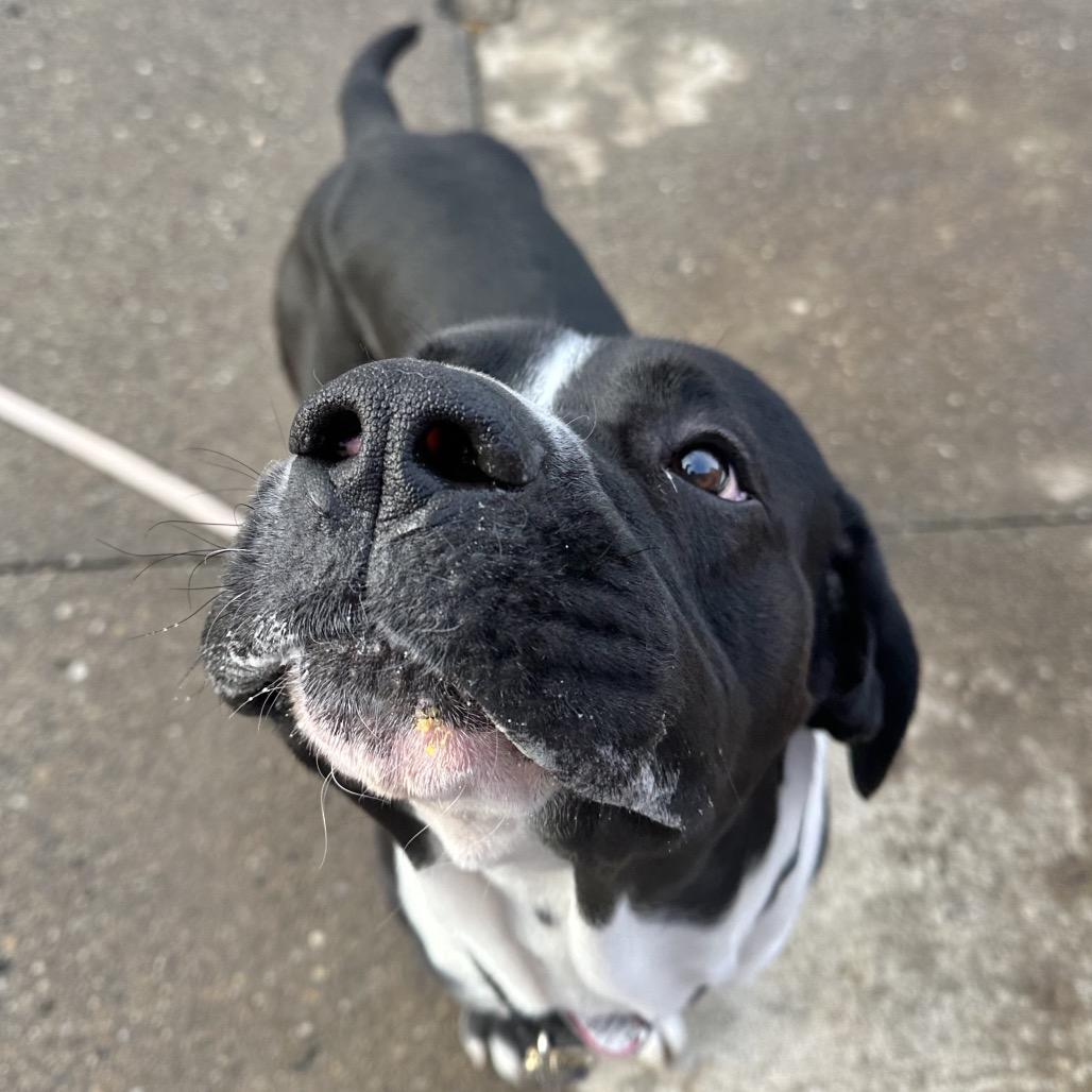 Bane $99 - See my Video! — thumbnail 3