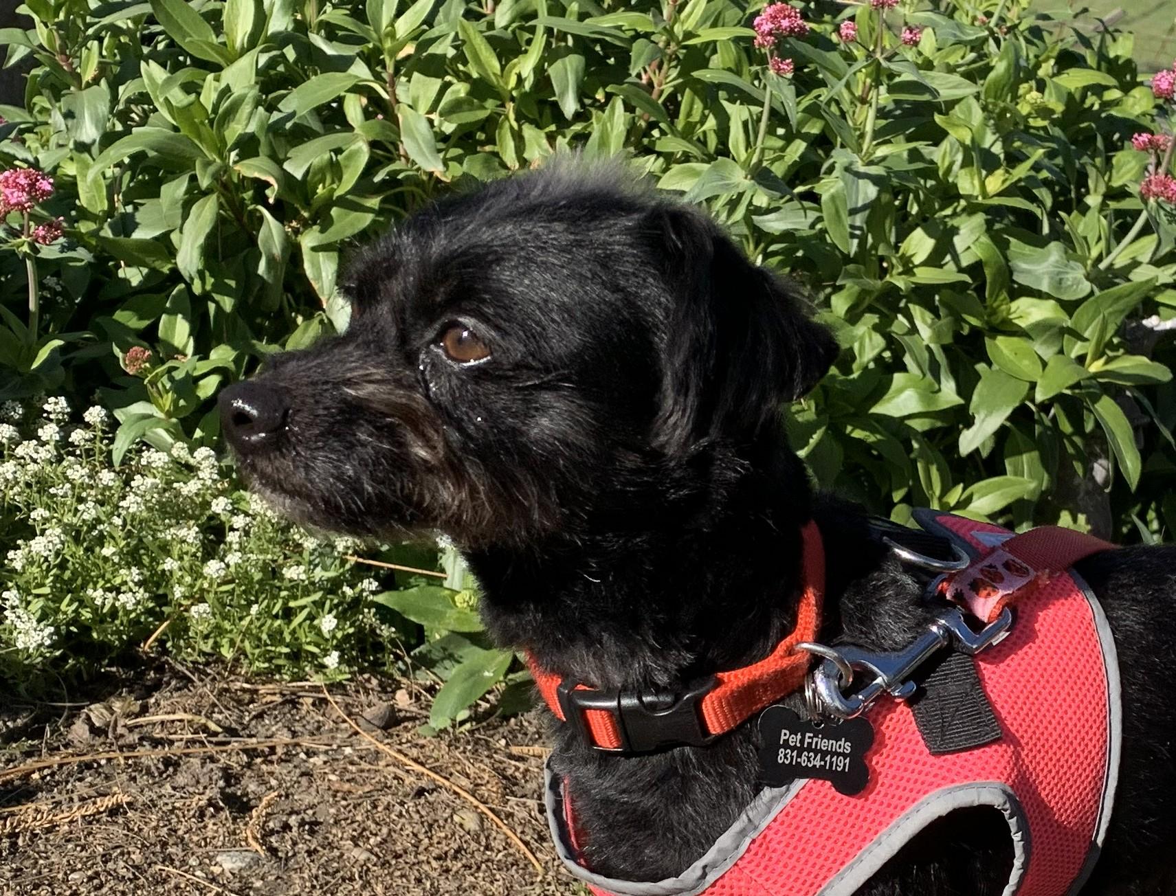 Enlarge Abby , an adopted mixed breed in Hollister, CA image 2/3