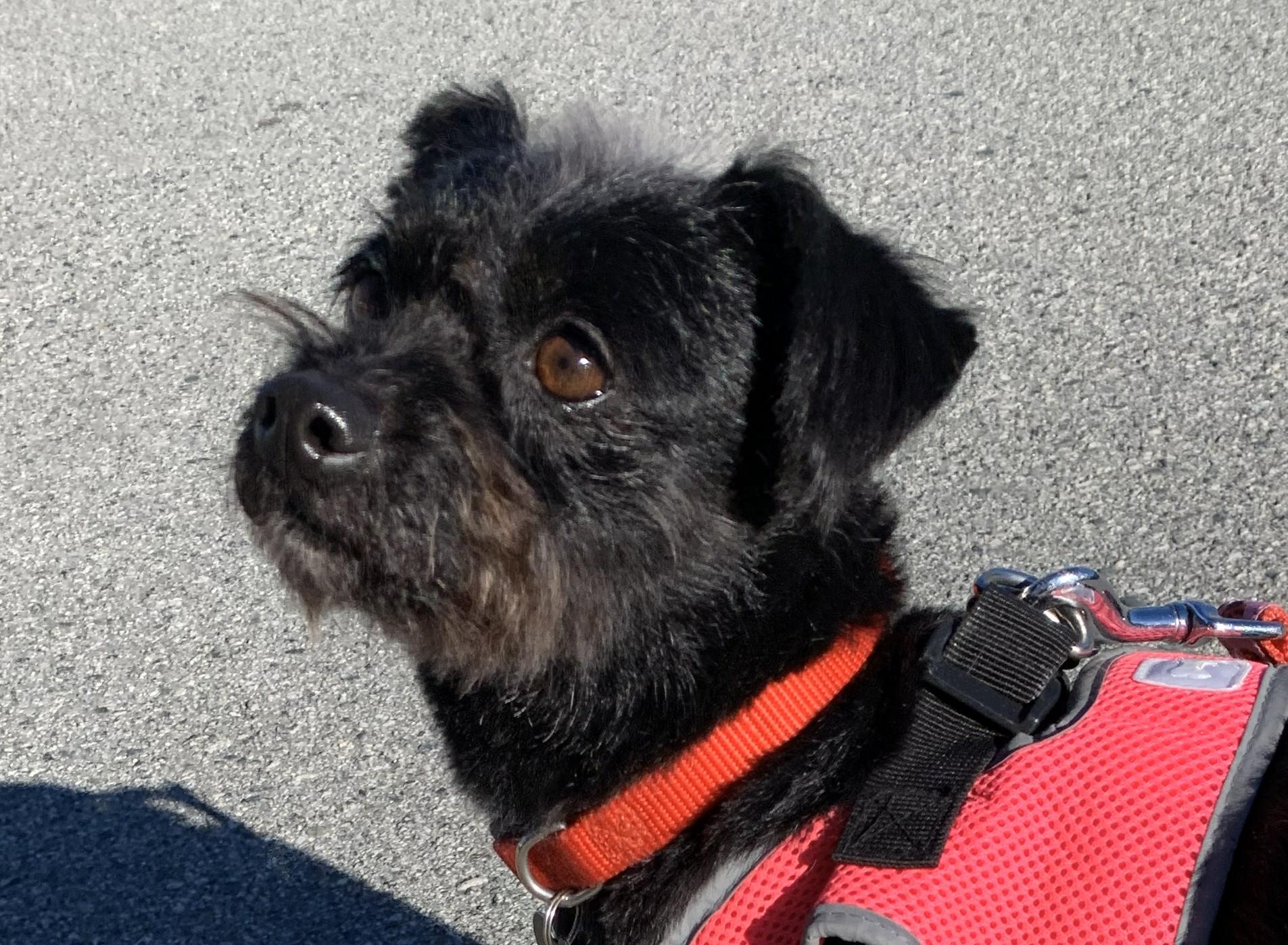 Enlarge Abby , an adopted mixed breed in Hollister, CA image 1/3