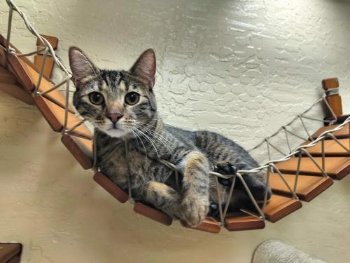 Ringo — thumbnail 3