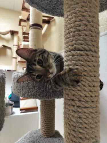 Ringo — thumbnail 4