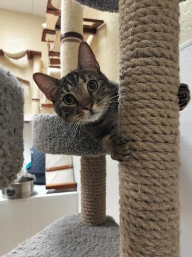 Ringo — thumbnail 5