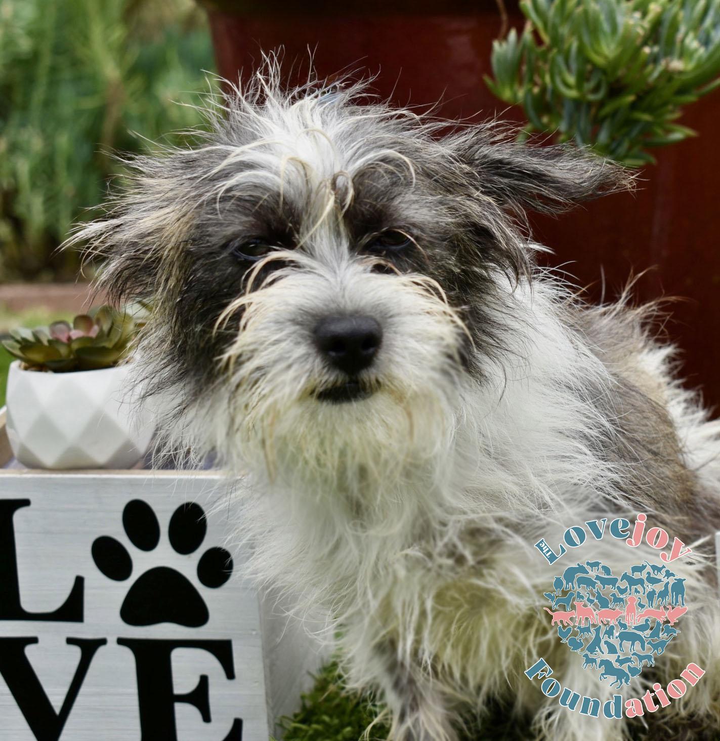Meet the Pea Family This adorable group of 9 month old Terrier Mixesone male a