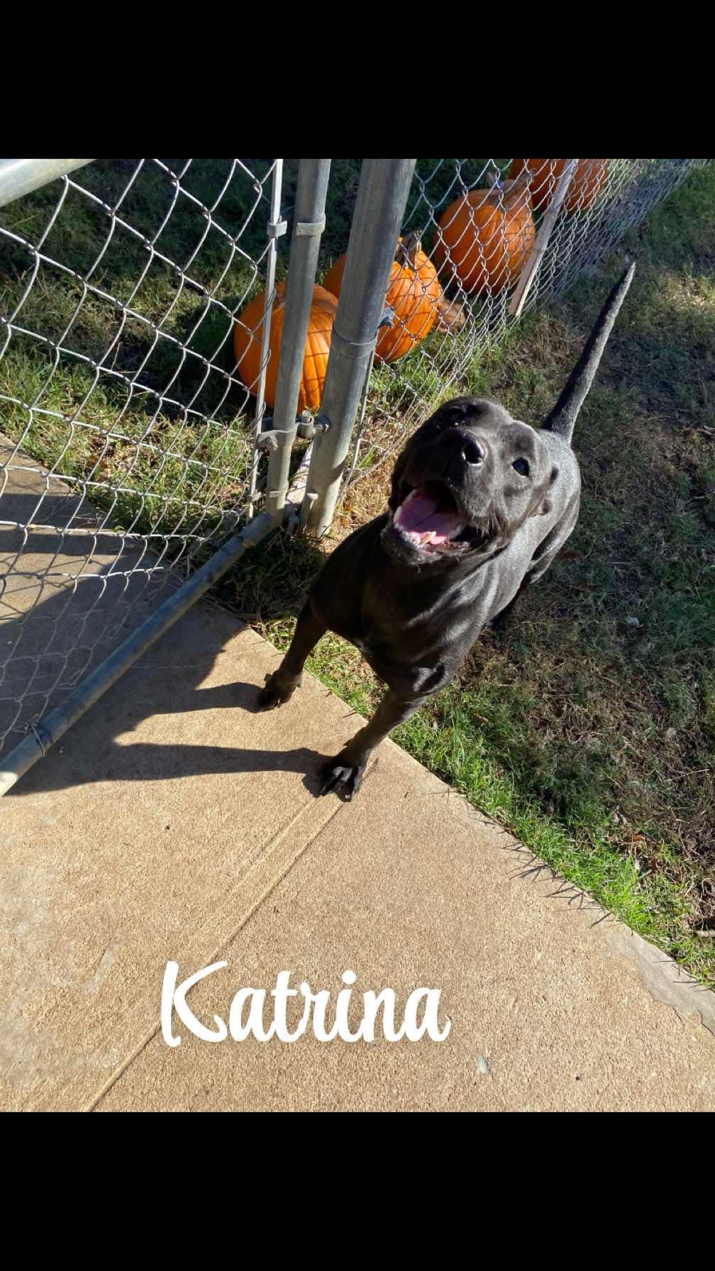 Enlarge Katrina, a Adoptable Staffordshire Bull Terrier in Denison, TX image 1/1