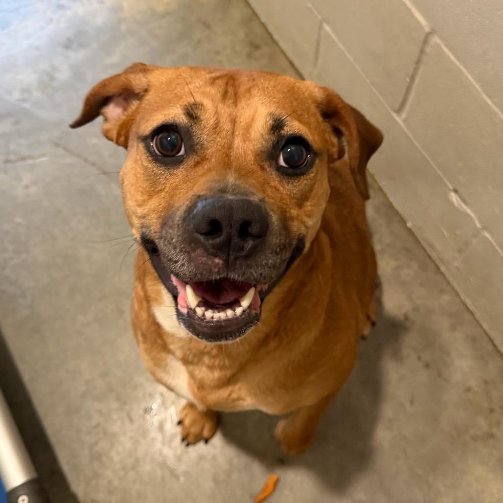 Velvet, Adoptable, Adult Female Rhodesian Ridgeback & Mixed Breed.