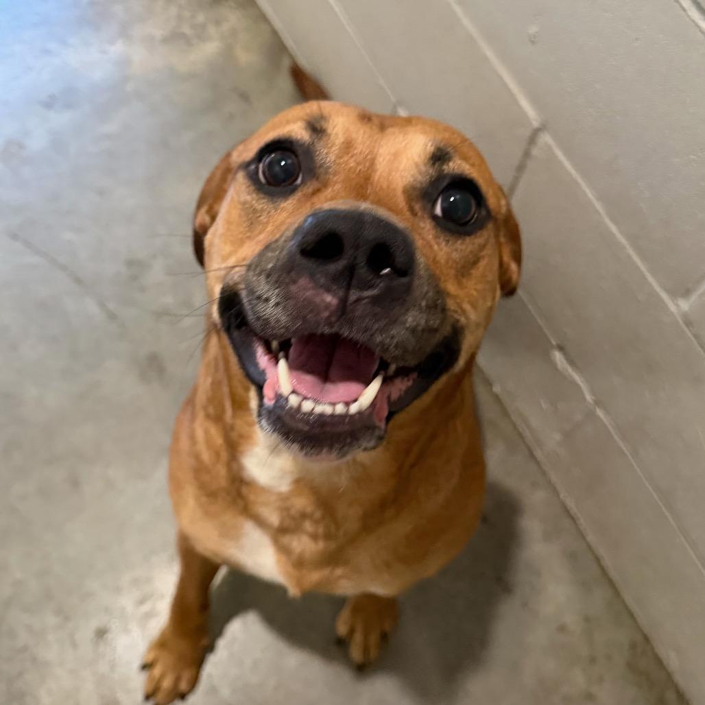 Enlarge Velvet, a Adoptable mixed breed in Richmond Hill, GA image 2/5