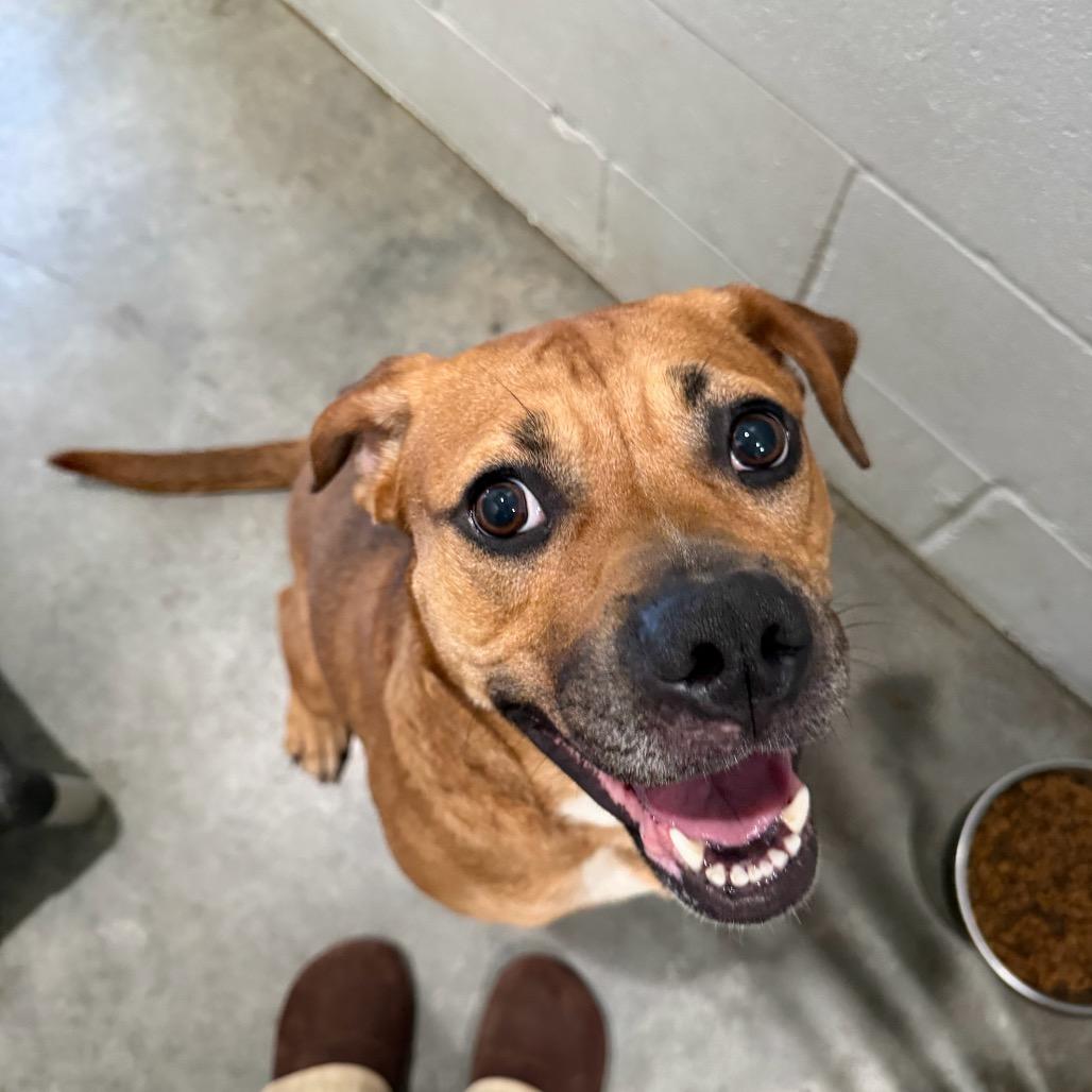Enlarge Velvet, a Adoptable mixed breed in Richmond Hill, GA image 3/5