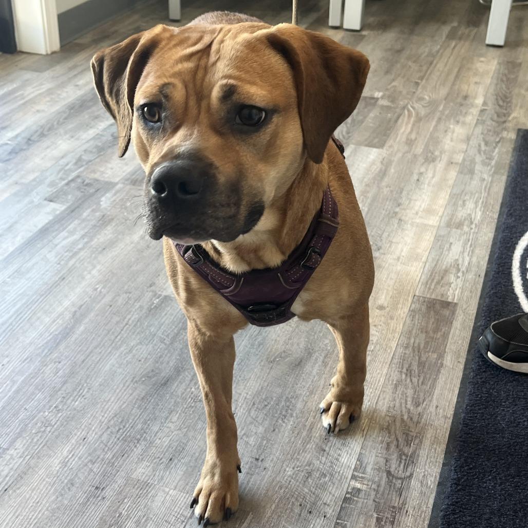 Enlarge Velvet, a Adoptable mixed breed in Richmond Hill, GA image 4/5