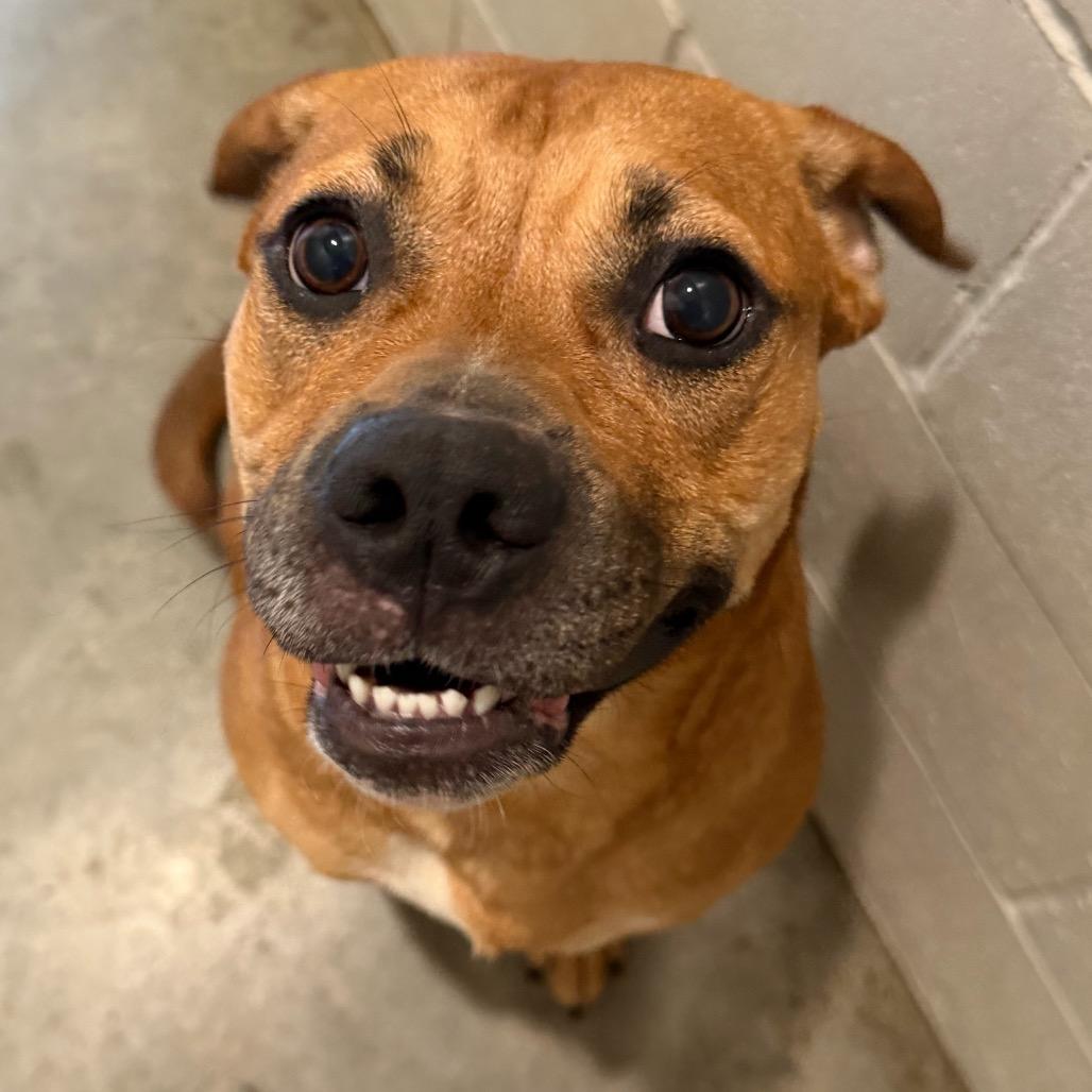 Enlarge Velvet, a Adoptable mixed breed in Richmond Hill, GA image 5/5