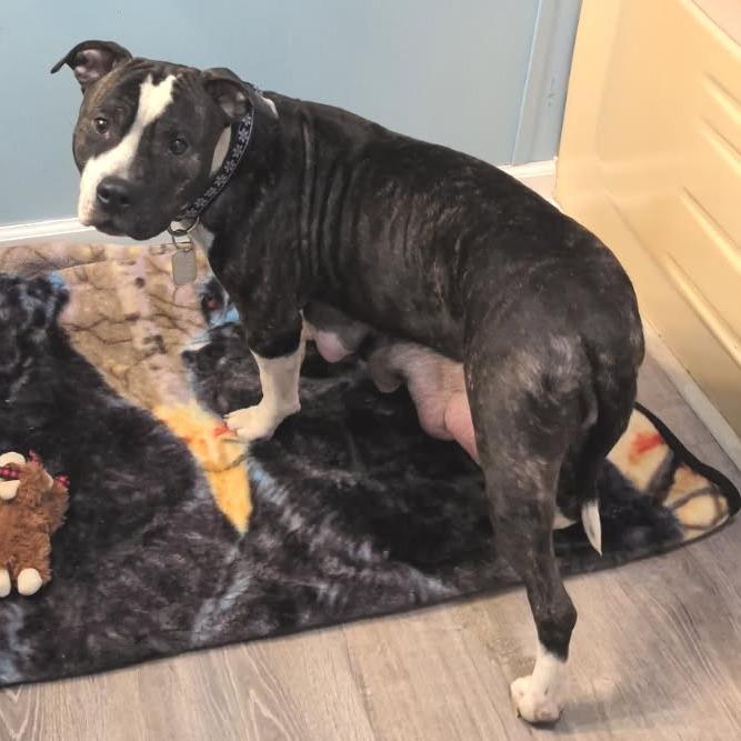 Enlarge Precious Loves Kids, a Adoptable Pit Bull Terrier in Mooresville, IN image 1/5