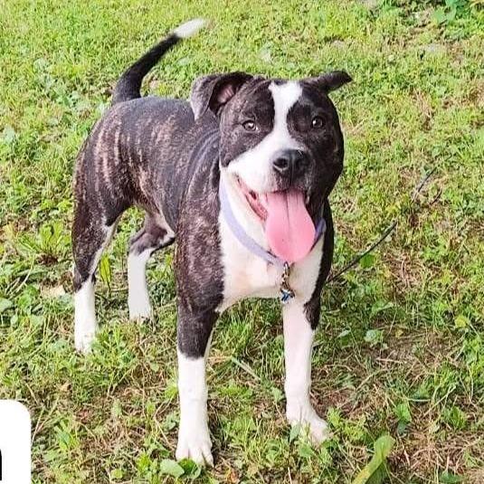 Enlarge Precious Loves Kids, a Adoptable Pit Bull Terrier in Mooresville, IN image 2/5