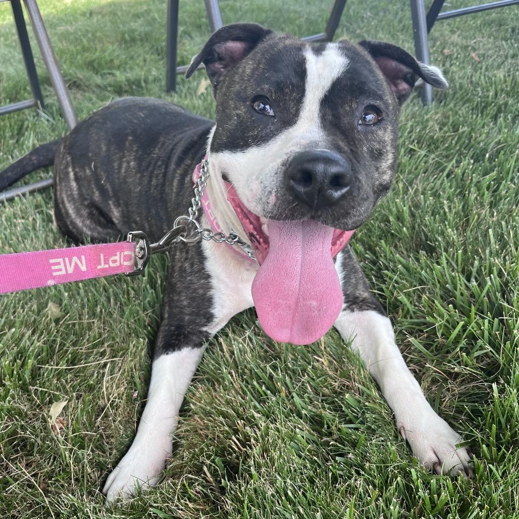 Precious Loves Kids, Adoptable, Adult Female Pit Bull Terrier.