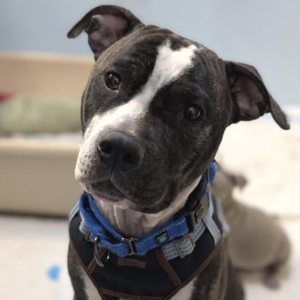 Enlarge Precious Loves Kids, a Adoptable Pit Bull Terrier in Mooresville, IN image 3/5