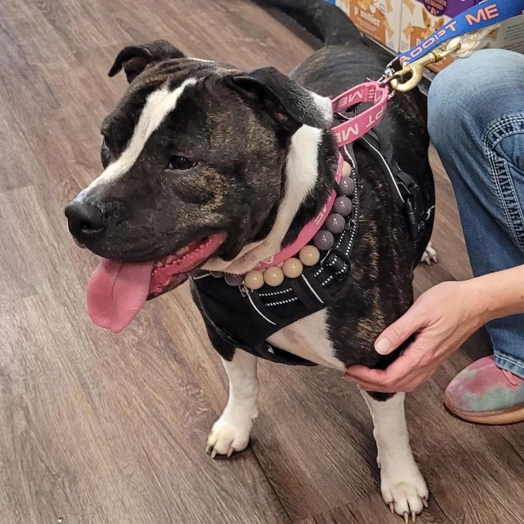 Precious Loves Kids, a Adoptable Pit Bull Terrier in Mooresville, IN image 2/5
