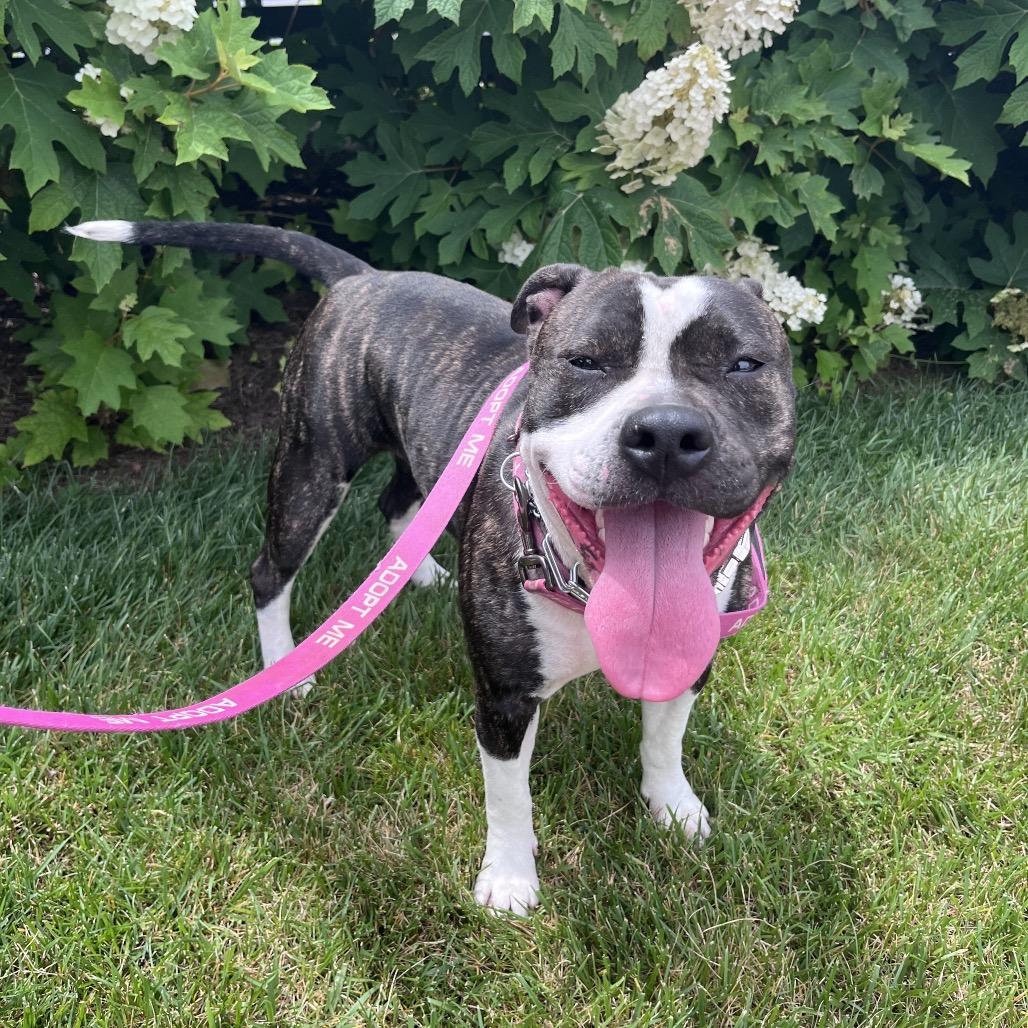 Enlarge Precious Loves Kids, a Adoptable Pit Bull Terrier in Mooresville, IN image 3/6