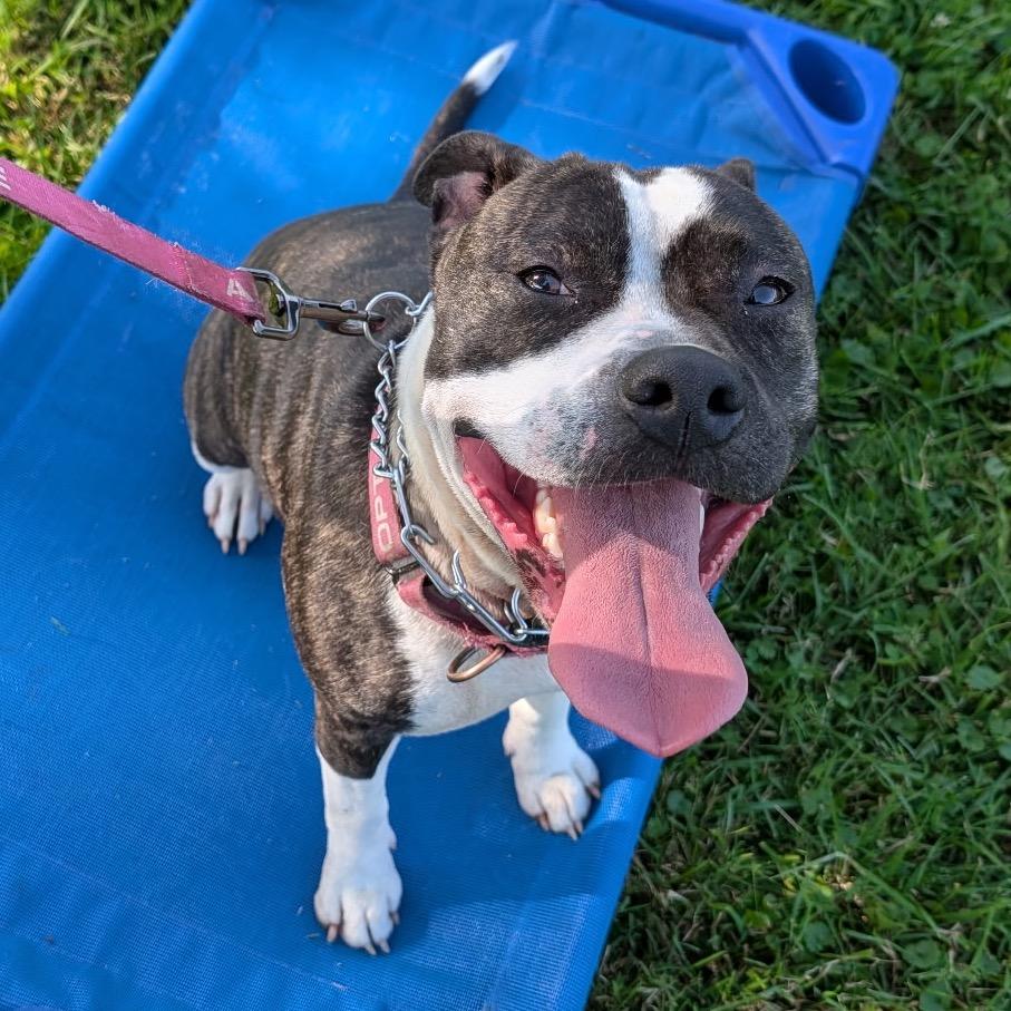Precious Loves Kids, a Adoptable Pit Bull Terrier in Mooresville, IN image 3/5