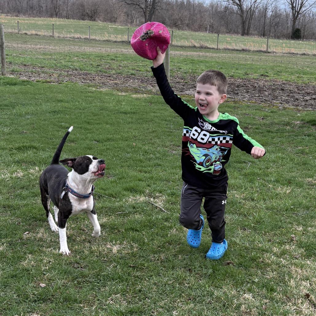 Enlarge Precious Loves Kids, a Adoptable Pit Bull Terrier in Mooresville, IN image 4/5