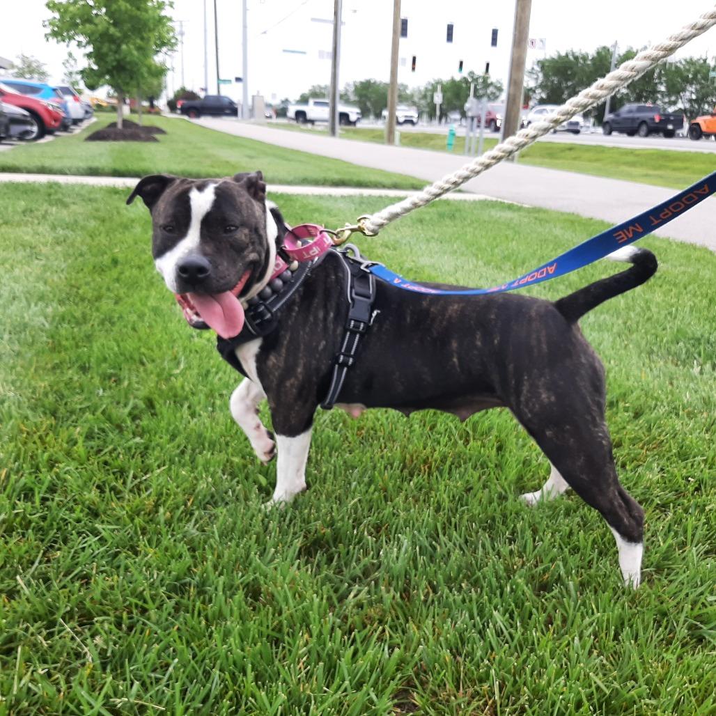 Precious Loves Kids, a Adoptable Pit Bull Terrier in Mooresville, IN image 5/5