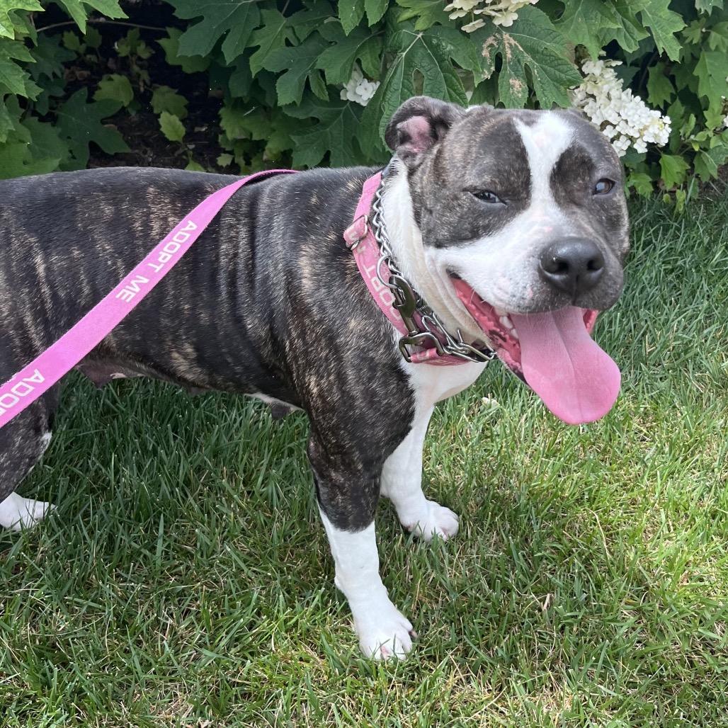 Enlarge Precious Loves Kids, a Adoptable Pit Bull Terrier in Mooresville, IN image 6/6
