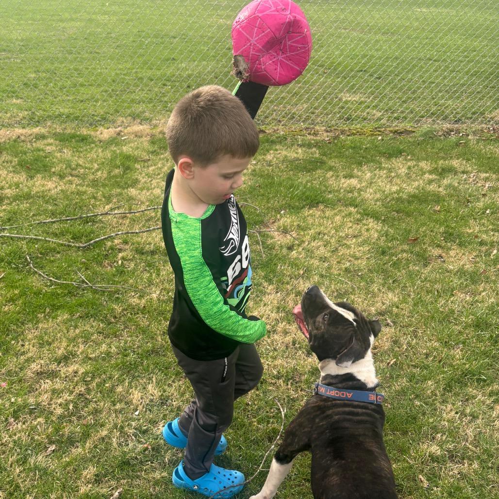 Enlarge Precious Loves Kids, a Adoptable Pit Bull Terrier in Mooresville, IN image 5/5