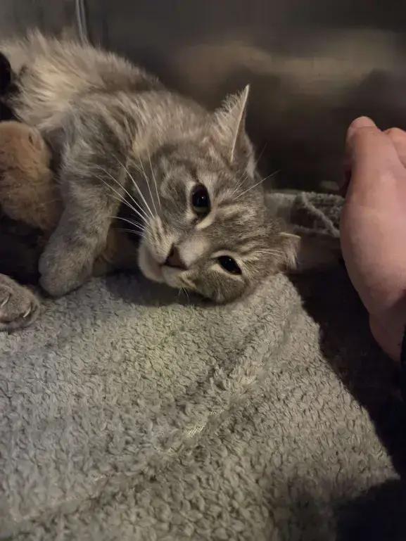 Enlarge Demeter, a Adoptable Domestic Short Hair in Grand Rapids, MI image 1/4