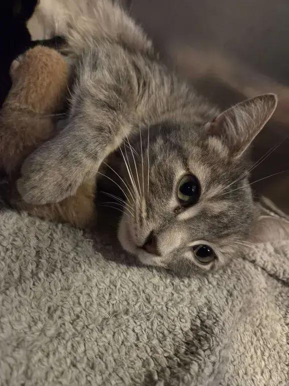 Enlarge Demeter, a Adoptable Domestic Short Hair in Grand Rapids, MI image 2/4