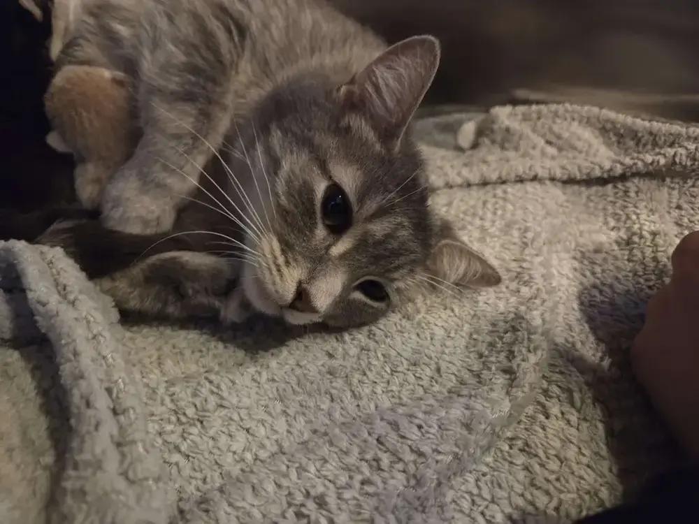 Enlarge Demeter, a Adoptable Domestic Short Hair in Grand Rapids, MI image 3/4