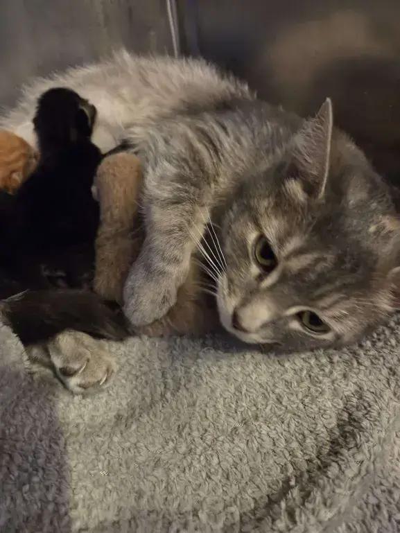 Enlarge Demeter, a Adoptable Domestic Short Hair in Grand Rapids, MI image 4/4