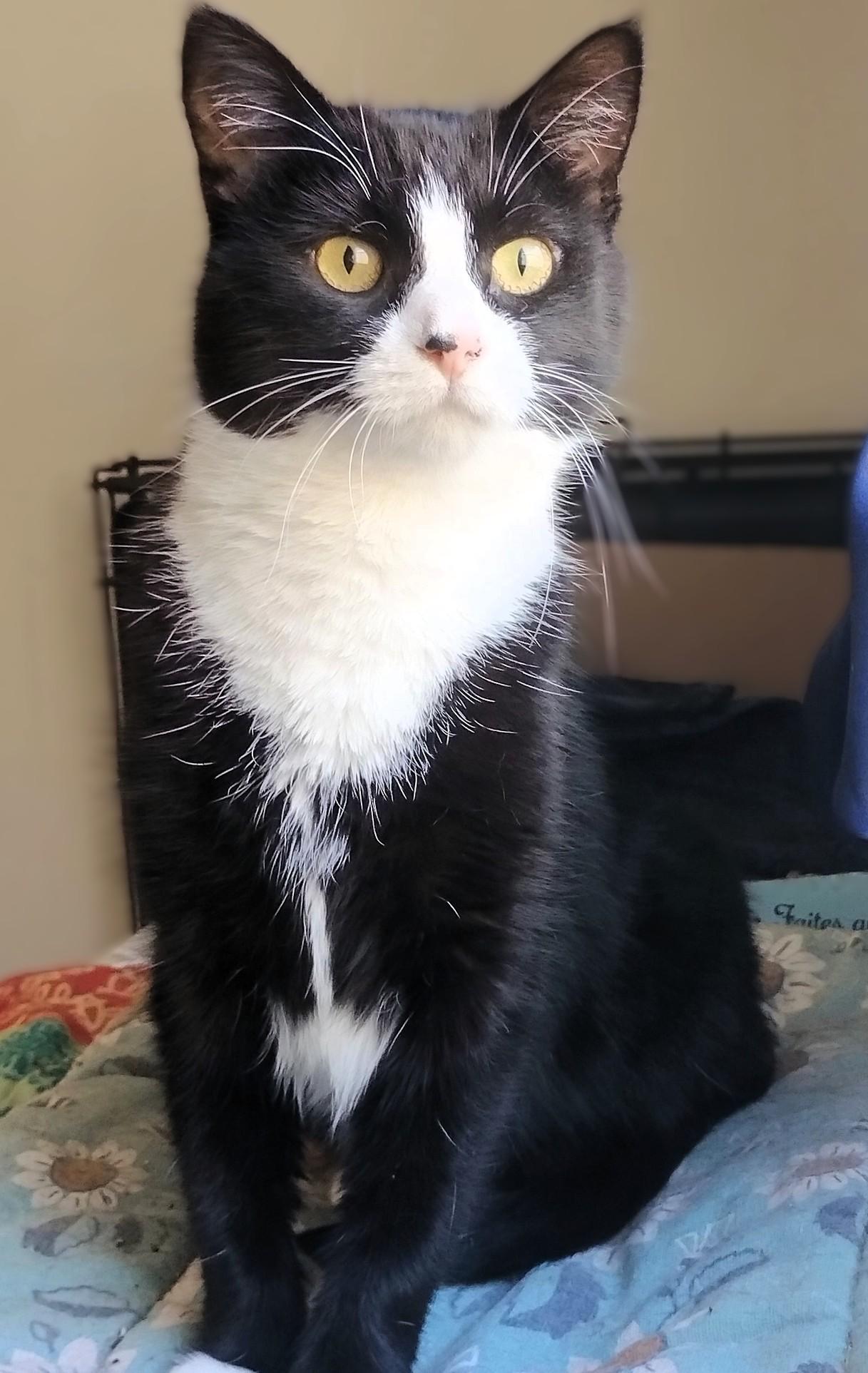 Marsha, a Adoptable Domestic Short Hair in Hamilton, ON image 2/4