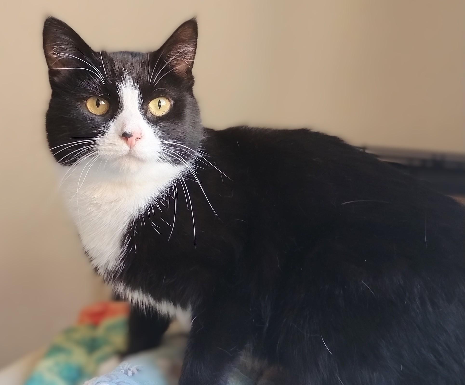 Marsha, a Adoptable Domestic Short Hair in Hamilton, ON image 3/4