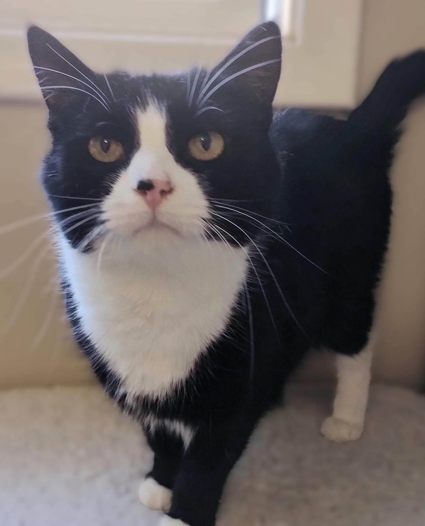 Marsha, a Adoptable Domestic Short Hair in Hamilton, ON image 4/4